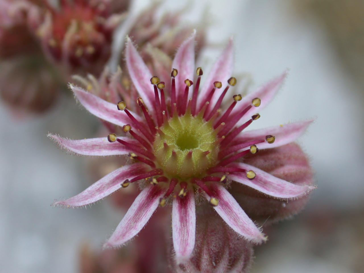 Sempre vivo ... Sempervivum tectorum